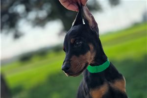 Athena - Doberman Pinscher for sale