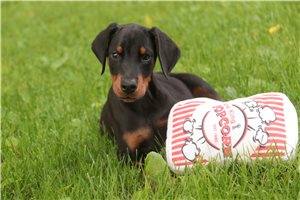 Asher - Doberman Pinscher for sale
