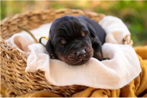 Apollo - puppy for sale