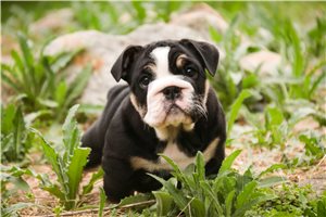 Camila - English Bulldog for sale