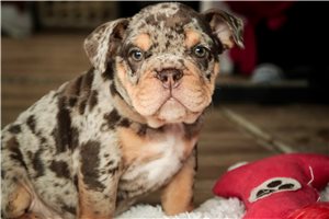 Ashton - English Bulldog for sale