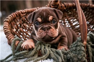 Bailey - English Bulldog for sale