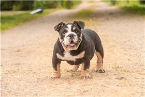 Camila - English Bulldog for sale