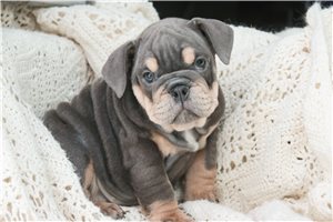 Babe - English Bulldog for sale