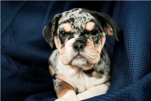 Adeline - English Bulldog for sale