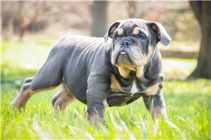 Babe - English Bulldog for sale