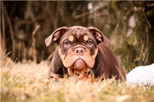 Adelia - English Bulldog for sale