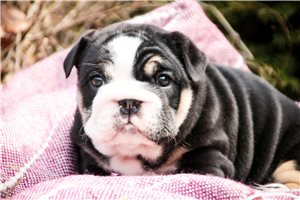 Camila - English Bulldog for sale