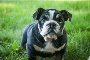 Camila - English Bulldog for sale