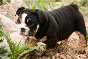 Camila - English Bulldog for sale