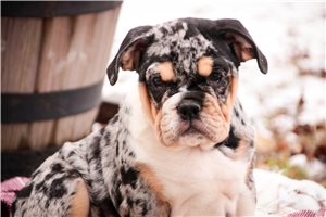 Adeline - English Bulldog for sale
