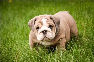 Charlotte - English Bulldog for sale