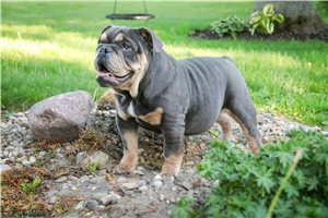 Babe - English Bulldog for sale