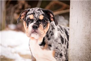 Adeline - English Bulldog for sale