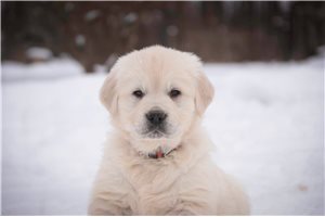 Phoenix - English Golden Retriever for sale
