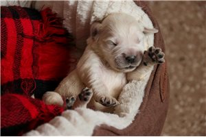 Irving - English Golden Retriever for sale