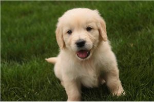 Iago - English Golden Retriever for sale