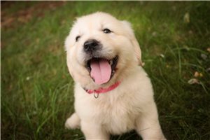 Lyric - English Golden Retriever for sale
