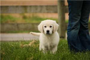 Lyric - English Golden Retriever for sale