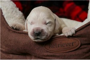 Irving - English Golden Retriever for sale