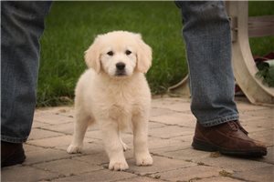 Lyric - English Golden Retriever for sale
