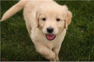 Indigo - English Golden Retriever for sale