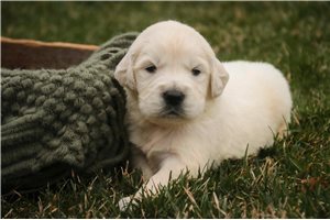 Irving - English Golden Retriever for sale