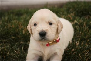 Maria - Golden Retriever for sale