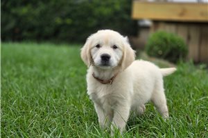Lola - English Golden Retriever for sale