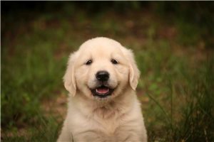 Lilac - English Golden Retriever for sale