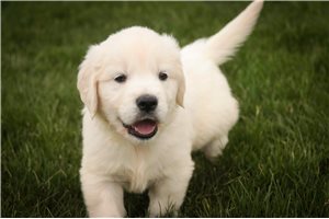 Irving - English Golden Retriever for sale