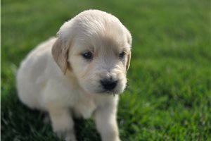 Iago - puppy for sale