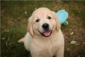 Liam - English Golden Retriever for sale