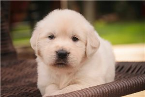 Lyric - English Golden Retriever for sale