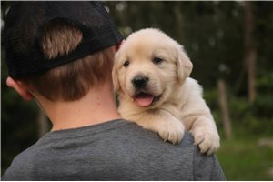 Liam - English Golden Retriever for sale