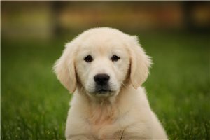 Lilac - English Golden Retriever for sale