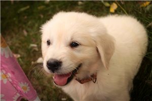 Lola - English Golden Retriever for sale