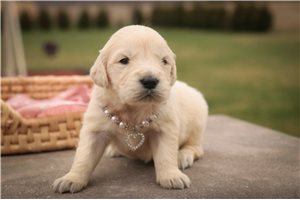 Mila - puppy for sale