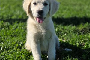 Lyric, a English Golden Retriever puppy