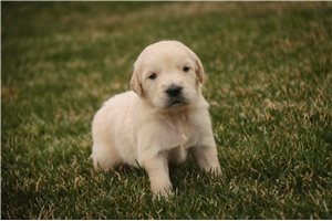 Iago - English Golden Retriever for sale