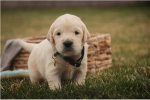 Madison - puppy for sale