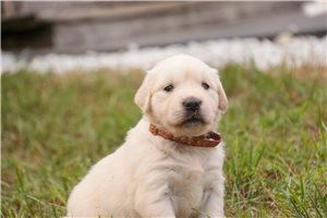 Lola - English Golden Retriever for sale