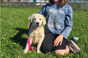 Lilac, a English Golden Retriever puppy
