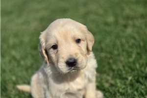 Indigo - puppy for sale