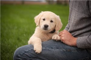 Lilac - English Golden Retriever for sale