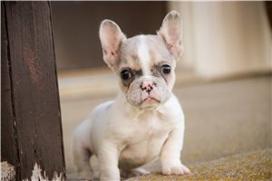 Cecilia - French Bulldog for sale