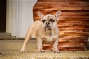 Flicka - puppy for sale