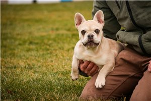 Dora - French Bulldog for sale