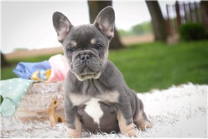 Mara - French Bulldog for sale