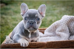 Nema - puppy for sale